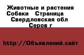 Животные и растения Собаки - Страница 12 . Свердловская обл.,Серов г.